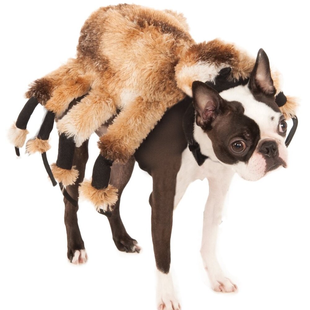 Giant Spider Small or Medium Rubies Pet Shop Dog Costume